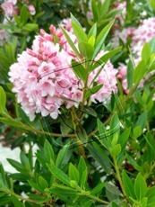 Rhododendron micranthum´ Bloombux´