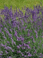 Lavandula angustifolia ´Aromatico Blue Copact´