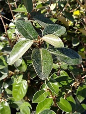 Elaeagnus x ebbingei