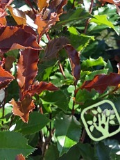 Photinia ´Magical Volcano´