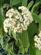 Viburnum rhytidophyllum