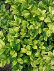 Buxus sempervirens ‘Aureovariegata’