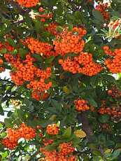 Pyracantha coccinea ´Orange Glow´