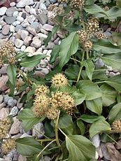 Hedera helix ´Arborescens´