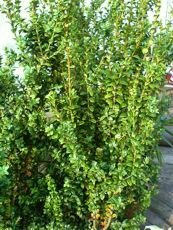 Buxus sempervirens ´Fastigiata´