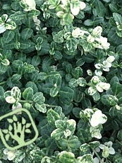 Euonymus fortunei ‘Silverstone’ 