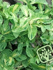 Euonymus fortunei ‘Golden Harlequin’ 