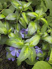 Vinca major ‘Maculata´