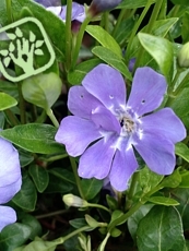 Vinca minor ´ Azura Flora Plena´