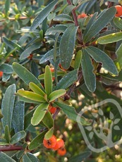 Pyracantha angustifolia