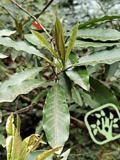 Skimmia japonica ´Rubella´ 