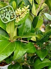 Leucothoe  axillaris ´Curly Red´