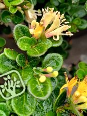 Lonicera nitida ´Silver Beauty´