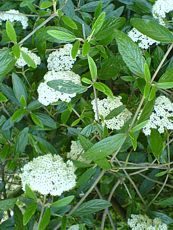 Viburnum x pragense 