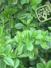 Euonymus fortunei 