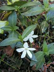 Vinca minor ´Alba´