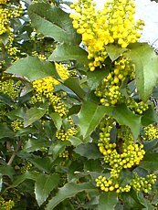 Mahonia aquifolia