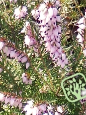 Erica carnea