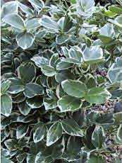 Euonymus fortunei ‘Emerald Gaiety’ 