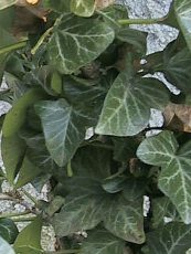 Hedera helix ´Erecta´