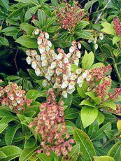 Pieris japonica ´Cupido´