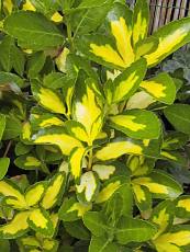 Euonymus japonicus ‘Aureovariegata’ 