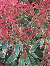 Pieris japonica´Flaming silver´