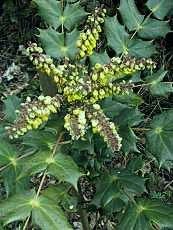 Mahonia bealei 