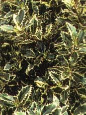 Ilex aquifolium ´Aureomarginata´