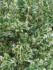 Buxus sempervirens ‘Variegata’