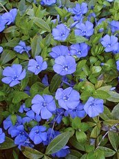 Vinca minor