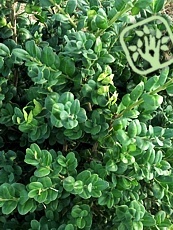 Buxus sempervirens ´Bullatus´