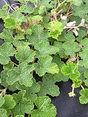 Rubus pentalobus