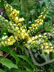 Mahonia x media´Winter Sun´