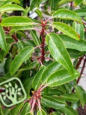 Prunus lusitanica ´Angustifolia´