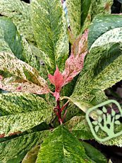 Photinia serratifolia ´Pink Crispy´