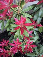 Pieris japonica ´Forest flame´ 