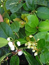 Gaultheria procumbens