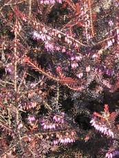 Erica carnea ´Winter Red´