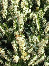 Erica carnea ´Springwood White´