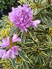Rhododendron ponticum´Variegatum´