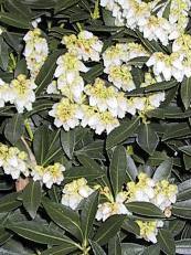 Pieris japonica