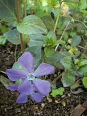 Vinca major