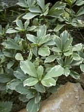 Pachysandra terminalis´Variegata´