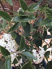 Viburnum x burkwoodii 