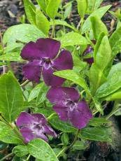 Vinca minor ´Atropurpurea´