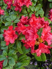 Rhododendron x hybrida ´Elizabeth´ Rhododendron x hybrida ´Elizabeth´