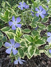 Vinca major ‘Variegata’