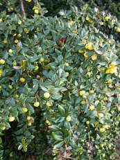 Berberis verruculosa