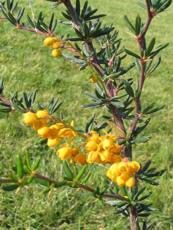 Berberis stenophylla